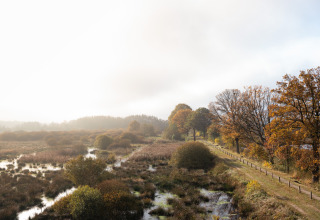 View of wetlands and autumnal trees at The Kremmer holiday park in Drenthe, Netherlands at sunrise.