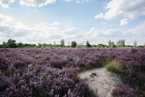 Paysage de lande de bruyère violette sous ciel bleu au parc de vacances The Kremmer à Drenthe, Pays-Bas.