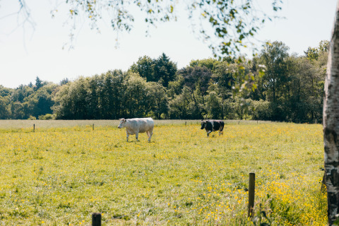 Two cows grazing in a grassy field with wildflowers near the woods at Big Lodge, Holiday park De Boshoek.