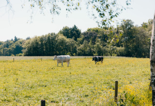 Two cows grazing in a grassy field with wildflowers near the woods at Big Lodge, Holiday park De Boshoek.
