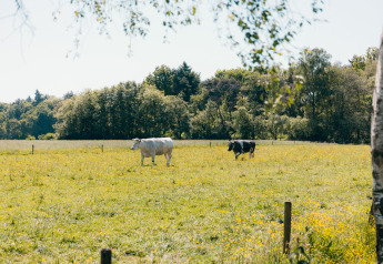 Deux vaches broutent dans un pré fleuri près des bois à Big Lodge, Holiday park De Boshoek, Pays-Bas.