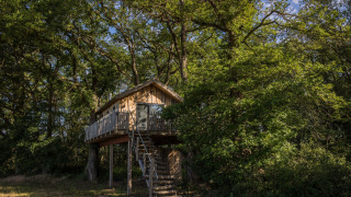 Das Baumhaus Boomhuis mit Holztreppe inmitten eines grünen Waldes unter blauem Himmel.