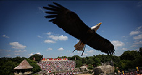 A majestic eagle soaring above a crowd on a sunny day at a holiday park in Pays de la Loire, France.