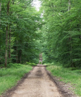 Un largo y tranquilo camino de grava atraviesa un denso bosque verde cerca de Saint-Désiré, en Auvergne-Rhône-Alpes, Francia.