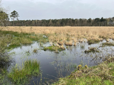 Vochtig grasland met riet en enkele bomen bij Glamping Franse Peer in Overijssel, Nederland, op een bewolkte dag.