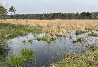 Paesaggio di prato umido con erba e alberi a Glamping Franse Peer, Overijssel, Paesi Bassi, in primavera.