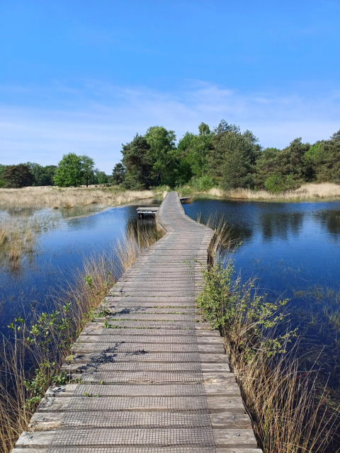 Passerelle en bois sur zone humide à Glamping Franse Peer, Overijssel, Pays-Bas, entourée d’eau et de verdure.