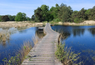 Passerelle en bois sur zone humide à Glamping Franse Peer, Overijssel, Pays-Bas, entourée d’eau et de verdure.