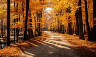 Paesaggio autunnale vicino a Hasselt, Overijssel, Paesi Bassi, alberi dorati e sentiero soleggiato.