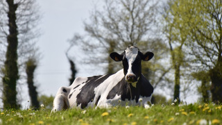 Una mucca bianca e nera sdraiata su un prato verde al Glamping Franse Peer in Overijssel, Paesi Bassi.