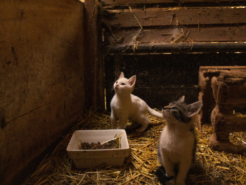 Dos gatitos en un establo con paja y un cuenco de comida mirando hacia arriba en Feather Down De Brabantse Hei.