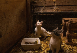 Twee kittens zitten op stro met een voerbak in een stal bij Feather Down De Brabantse Hei, Noord-Brabant.