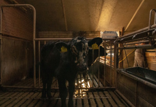 Een koe met oormerken staat in een donkere stal bij Feather Down De Brabantse Hei, Noord-Brabant, Nederland.