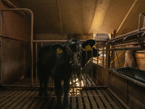 Una vaca con etiquetas en las orejas está en un establo oscuro en Feather Down De Brabantse Hei, Brabante Septentrional, Países Bajos.