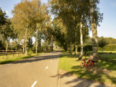 Carretera soleada rodeada de árboles en el parque vacacional Feather Down De Brabantse Hei, Brabante Septentrional, Países Bajos.