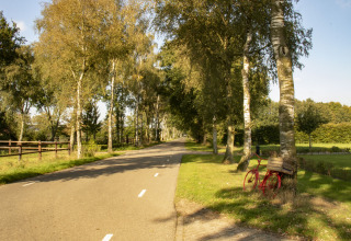 En solrig vej omgivet af træer ved Feather Down De Brabantse Hei feriepark i Nord-Brabant, Holland.