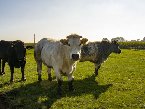 Tres vacas pastan en un prado soleado en Feather Down De Brabantse Hei, Brabante del Norte, Países Bajos.