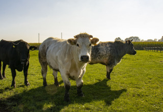 Tre mucche pascolano su un prato soleggiato al Feather Down De Brabantse Hei, Paesi Bassi.
