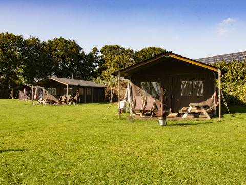 Tre safaritelte på en grøn mark på Feather Down De Brabantse Hei feriepark i Nordbrabant, Holland.