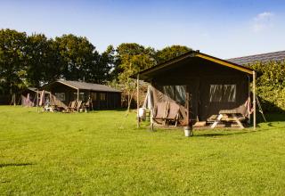 Tre safaritelte på en grøn mark på Feather Down De Brabantse Hei feriepark i Nordbrabant, Holland.