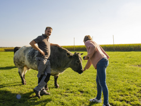 Dos personas con una vaca en un campo soleado en Feather Down De Brabantse Hei, Brabante Septentrional, Países Bajos.