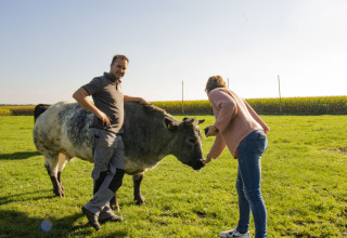 Twee personen en een koe op een zonnige weide bij Feather Down De Brabantse Hei, Noord-Brabant, Nederland.