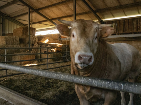 Un gran toro está en un establo con pacas de heno al fondo en Feather Down De Brabantse Hei, Países Bajos.