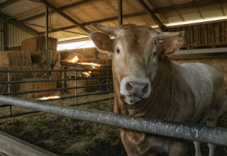 Un gran toro está en un establo con pacas de heno al fondo en Feather Down De Brabantse Hei, Países Bajos.
