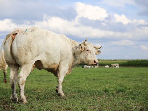 Una vaca blanca sobre pasto verde bajo un cielo nublado en Feather Down De Brabantse Hei, Países Bajos.