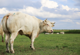 Una mucca bianca su un prato verde sotto un cielo nuvoloso a Feather Down De Brabantse Hei, Paesi Bassi.