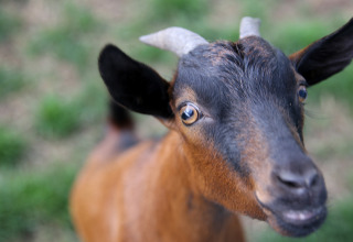 Close-up van een nieuwsgierige bruine geit met kleine hoorns bij Feather Down De Brabantse Hei, Nederland.