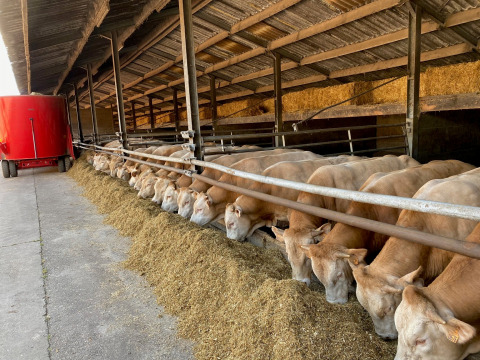 Vacas alimentándose en un establo abierto en Feather Down De Brabantse Hei, parque vacacional en Brabante Septentrional.