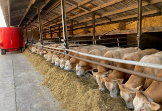 Des vaches mangent dans une étable ouverte à Feather Down De Brabantse Hei, parc de vacances en Brabant-Septentrional.