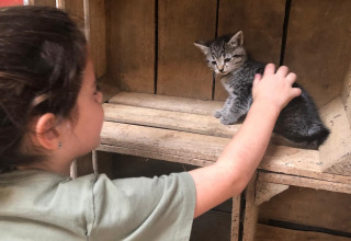 Un bambino accarezza un gattino su una cassa di legno a Feather Down De Brabantse Hei, Brabante Settentrionale, Paesi Bassi.