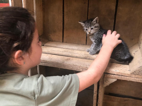Een kind streelt een kitten op een houten kistje bij Feather Down De Brabantse Hei in Noord-Brabant, Nederland.
