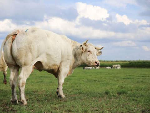 Una vaca blanca está en un campo de hierba en Feather Down De Brabantse Hei, un parque de vacaciones en Norte Brabante, Países Bajos.