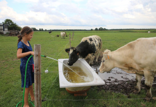 Una ragazza riempie una vasca da bagno d’acqua per le mucche in un campo di Feather Down De Brabantse Hei.