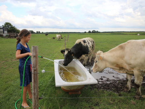 Una niña llena una bañera con agua para vacas en un campo de Feather Down De Brabantse Hei, Países Bajos.