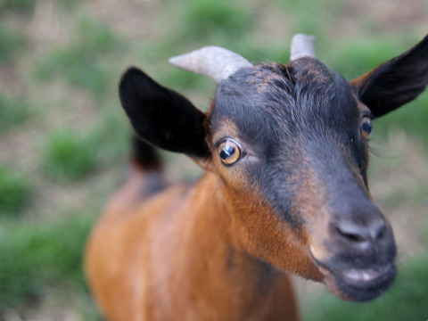 Primer plano de una cabra marrón y negra con cuernos pequeños en Feather Down De Brabantse Hei, Brabante Septentrional, Países Bajos.