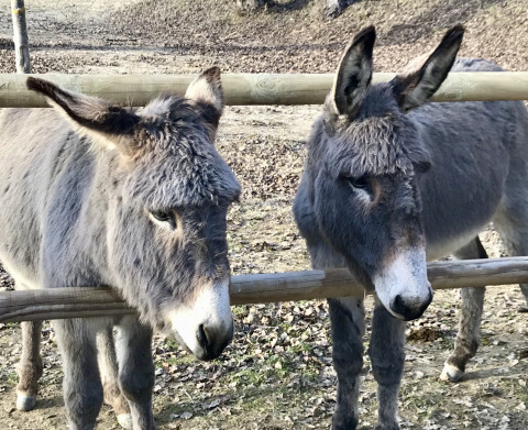 Two grey donkeys stand behind a wooden fence at Flower Camping La Rivière, Provence-Alpes-Côte d’Azur, France.