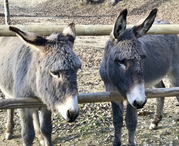 Two grey donkeys stand behind a wooden fence at Flower Camping La Rivière, Provence-Alpes-Côte d’Azur, France.