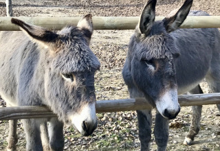 Two grey donkeys stand behind a wooden fence at Flower Camping La Rivière, Provence-Alpes-Côte d’Azur, France.