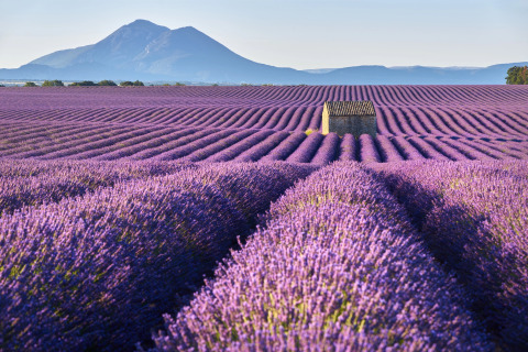 Campo di lavanda con casetta in pietra e montagne, fotografato al Flower Camping La Rivière in Provenza.