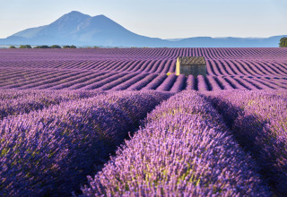 Campo di lavanda con casetta in pietra e montagne, fotografato al Flower Camping La Rivière in Provenza.
