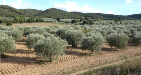 File di ulivi si estendono nel paesaggio presso Flower Camping La Rivière in Provenza-Alpi-Costa Azzurra, Francia.