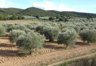 Olivenbäume in Reihen auf einem Feld bei Flower Camping La Rivière im Provence-Alpes-Côte d’Azur, Frankreich.