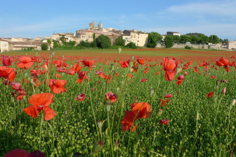 Campo di papaveri in fiore con villaggio sullo sfondo a Flower Camping La Rivière, Provenza-Alpi-Costa Azzurra.