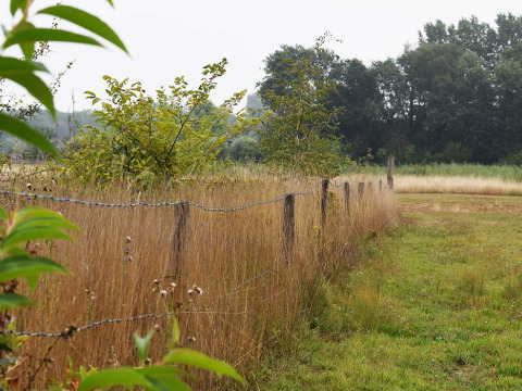 Clôture et herbes hautes à Feather Down Het Boshuis, parc de vacances en Gueldre, Pays-Bas.