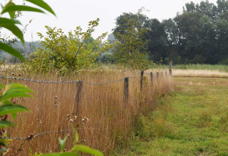 Fence and tall grass at Feather Down Het Boshuis holiday park, Gelderland, Netherlands, on a misty day.