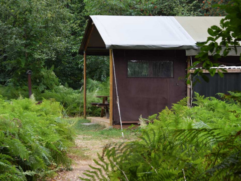 Cabaña tipo tienda en Feather Down Het Boshuis, Gelderland, Países Bajos, rodeada de helechos verdes.